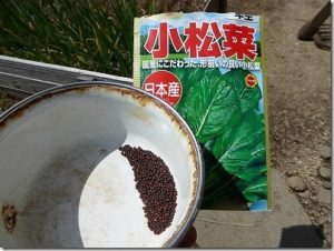 小松菜の種