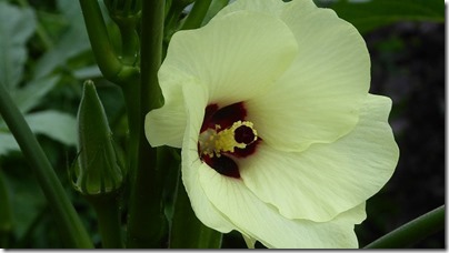 オクラの花 オクラの花