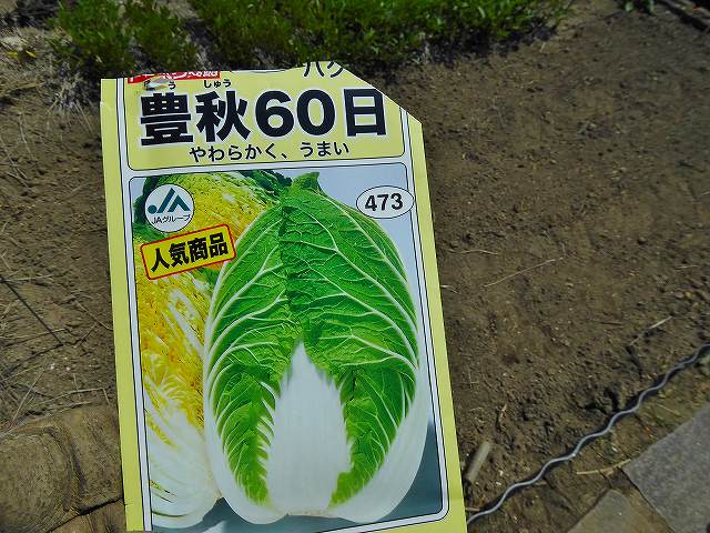 白菜の種