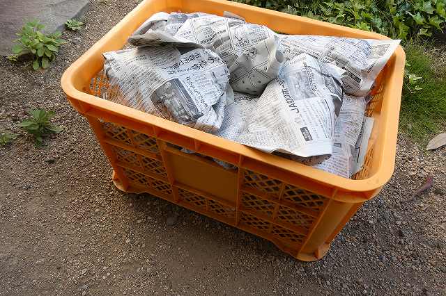 収穫したサツマイモは新聞紙に包んで保管