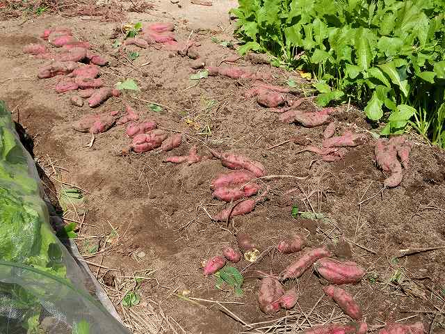 収穫したサツマイモは大小いろいろ