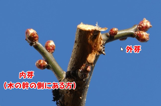 梅の木の剪定