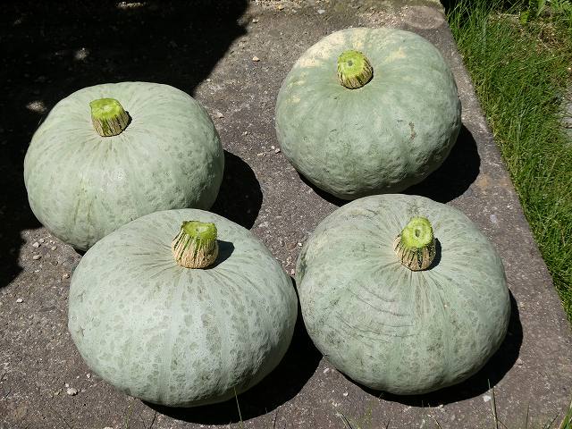 かぼちゃは収穫後すぐ食べられる？