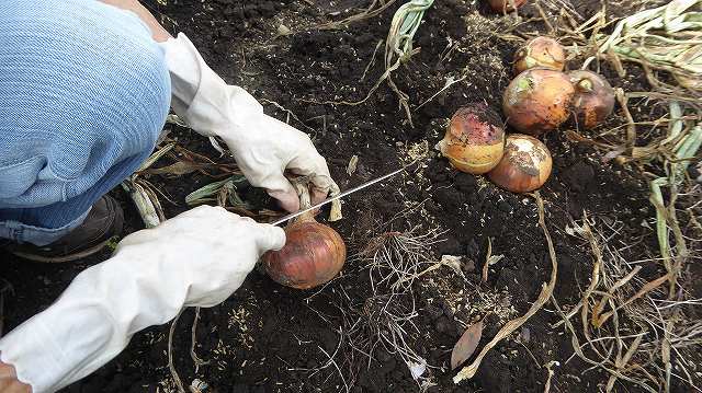 玉ねぎの収穫方法