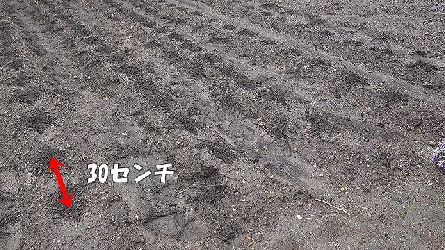 大根の種まきの間隔は30センチ