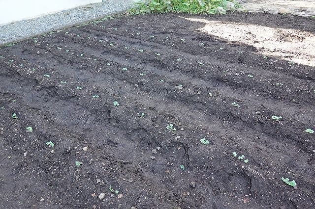 芽が出た大根畑け