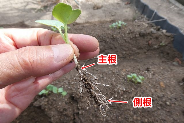 大根の子葉で根っ子の主根と側根の様子