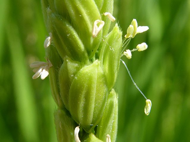 イネの花