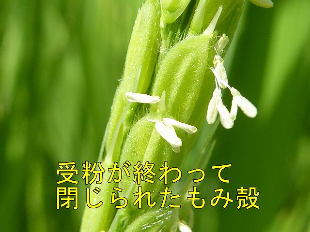 稲の花は受粉が終わって閉じたもみ