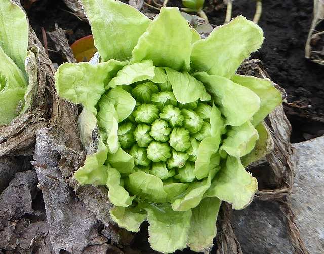 ふきのとうの花