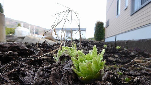 庭先で栽培の蕗の塔