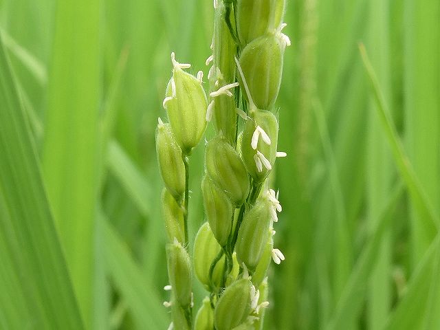 稲の花