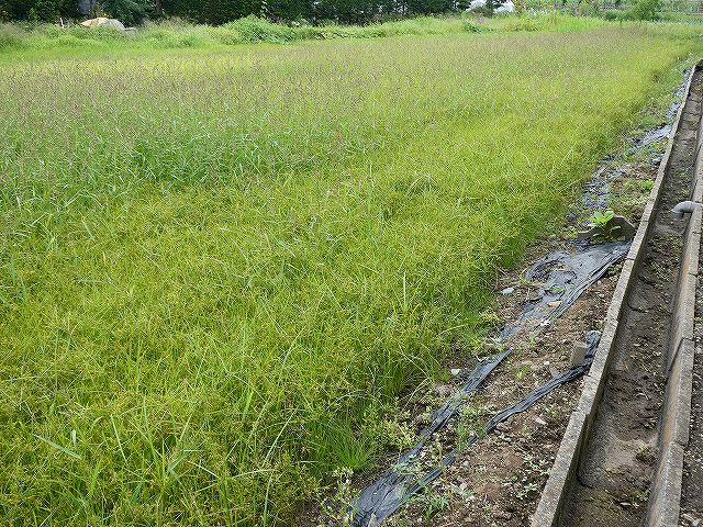 雑草だらけの休耕田