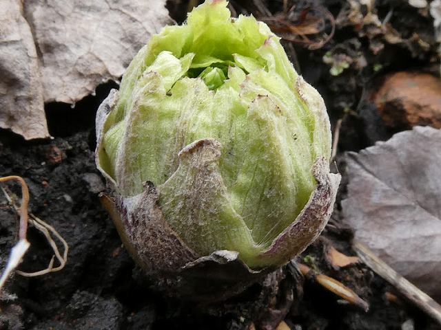 蕗の塔の花