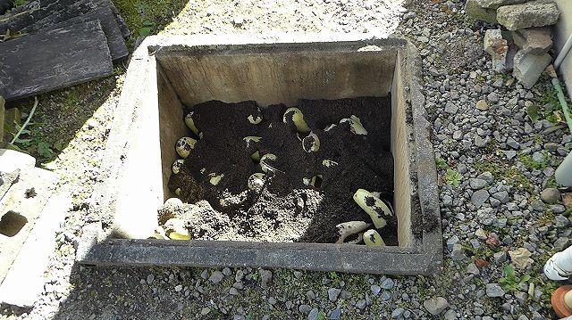 大根に土を戻して覆う