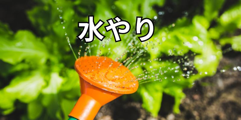 水やり