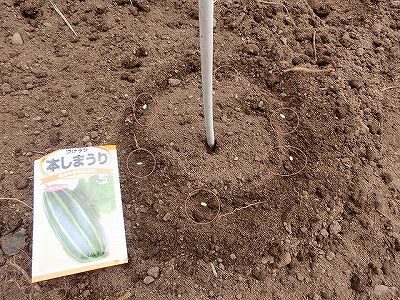 しまうりの種まき