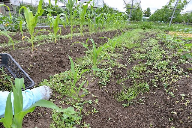 雑草取り