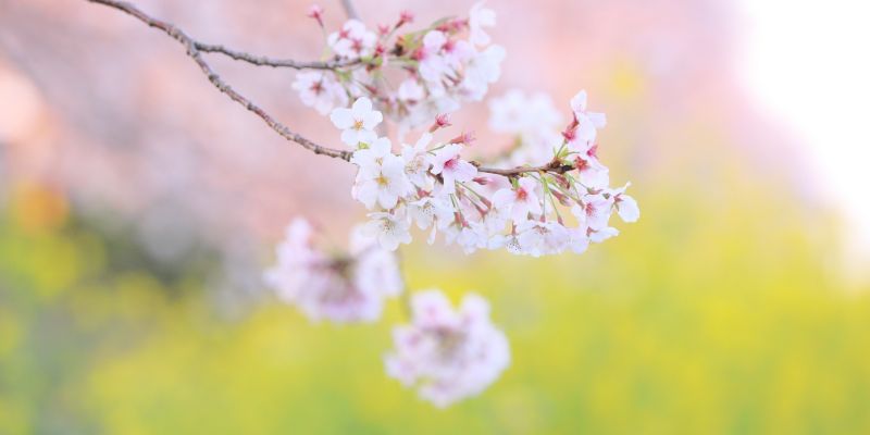 桜の木