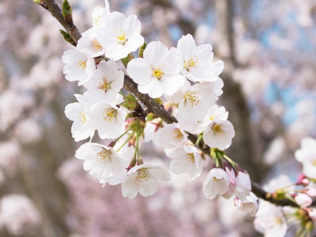 桜の木