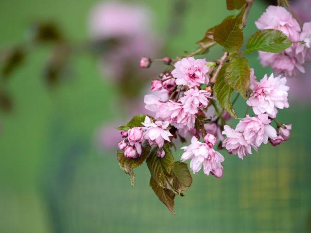 枝垂れ桜