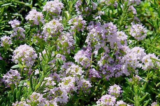 タイムの花