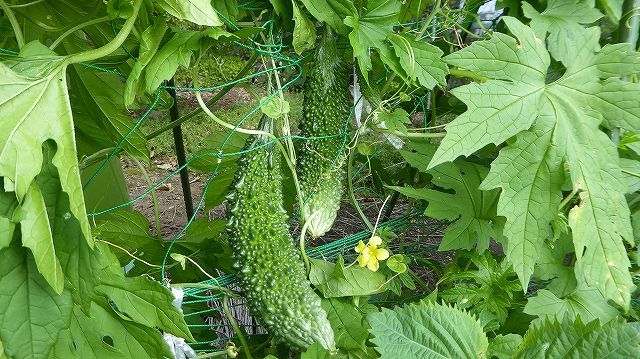 ゴーヤの家庭菜園