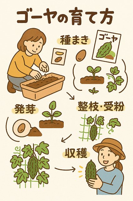 ゴーヤの育て方