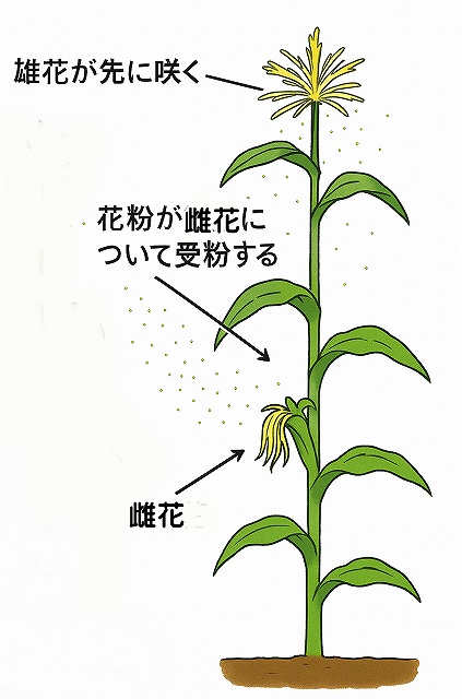 トウモロコシの花は、上に咲くのが雄花、下のひげ状のものが雌花です。
