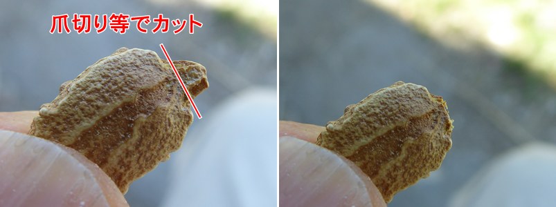 ゴーヤの種の先端を爪切りなどでカット