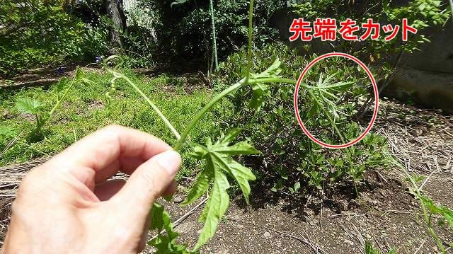 摘心(てきしん)とは、植物の先端部分を切り取る