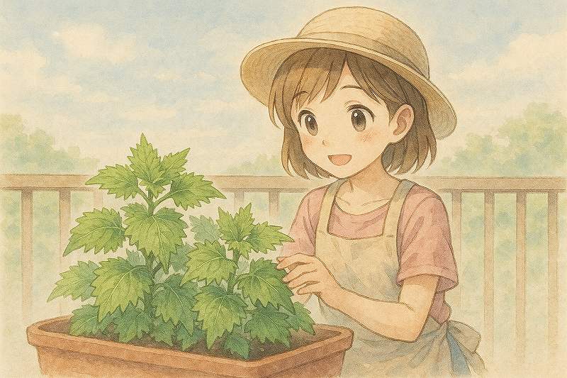 しそ栽培