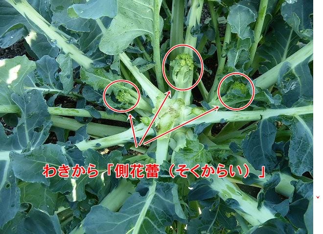 中心の頂花蕾を収穫したあと、わきから「側花蕾（そくからい）」