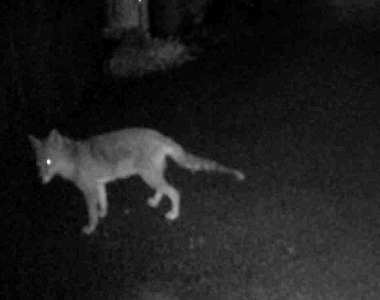 22時に畑に現れてキツネです