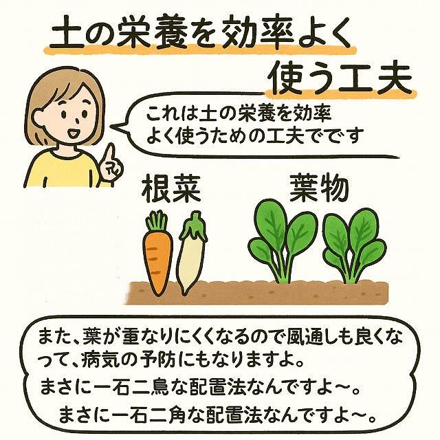 根菜と葉物を交互に並べる