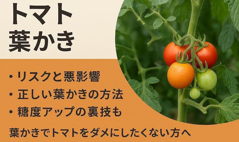 トマト葉かき