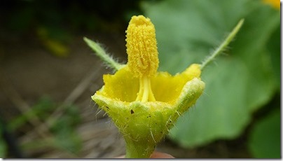 雄花を、花の付け根からやさしくハサミで切り取