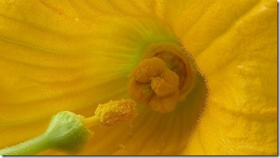 雄しべを、そのまま雌花のしべに優しくトントン…とこすりつけてあげればOK