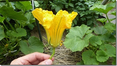 カボチャの雄花