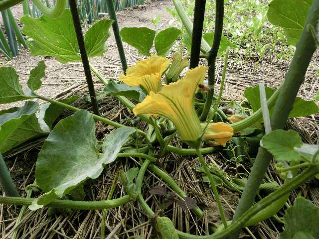 かぼちゃの雄花