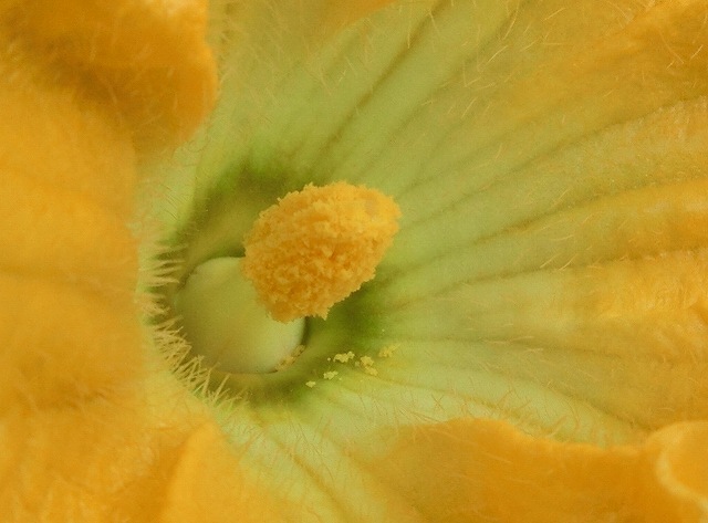 花粉が一杯の雄しべ