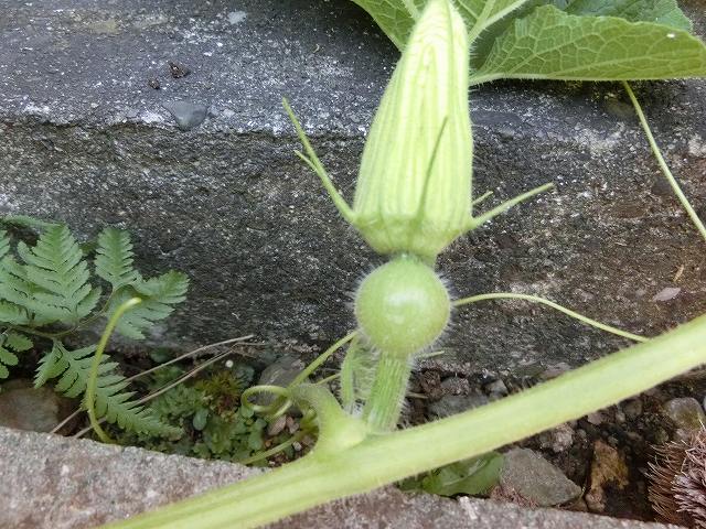 かぼちゃの雄花