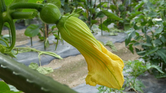 かぼちゃの花は朝