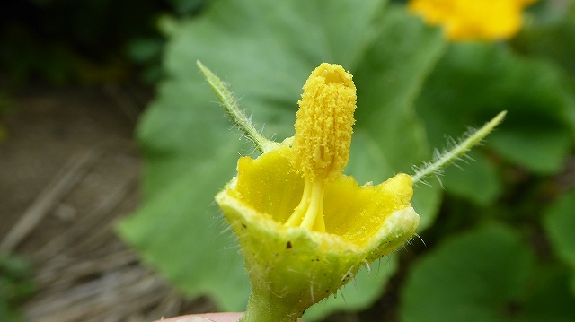 花粉のついた雄しべ