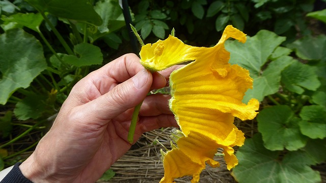 雄花の花びらをやさしく取り除く