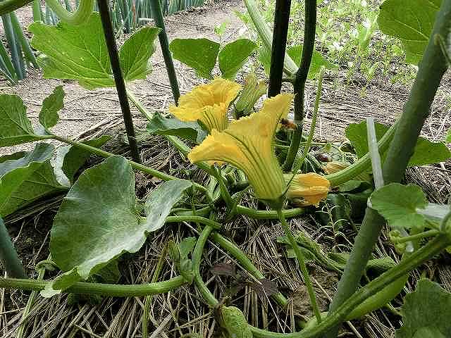 カボチャの雄花