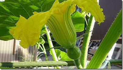 開花した雌花