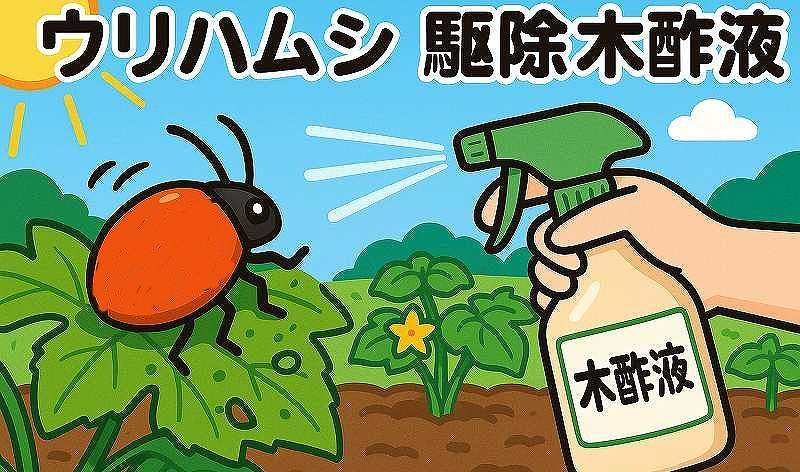 うりハムシ