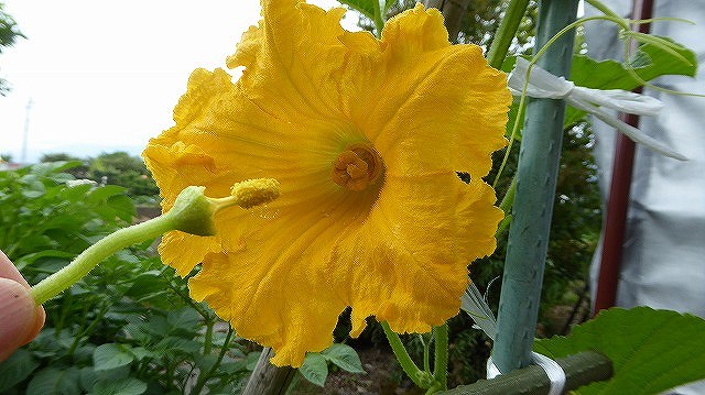 花粉を雌花へ移す