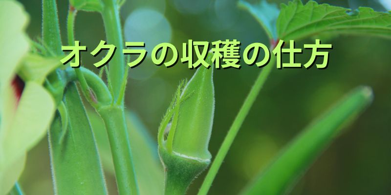 オクラの収穫時期
